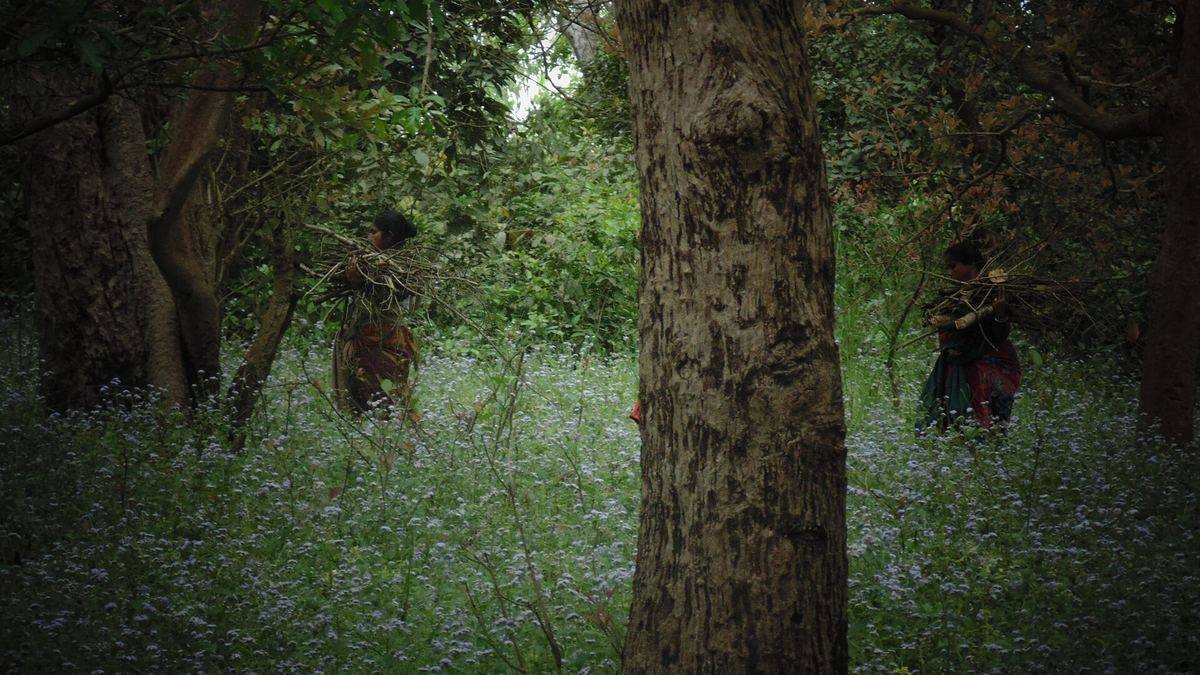 Forest in the Pilibhit Tiger Reserve, Uttar Pradesh